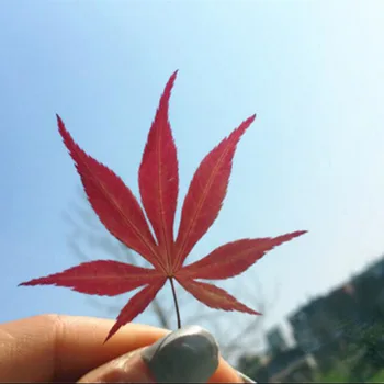 60pcs Rdeče Pritisnete Posušene Maple Leaf Listi Rastlin Za Herbarij Nakit, Obesek, Prstan Uhani Cvet, zaradi Česar Dodatki